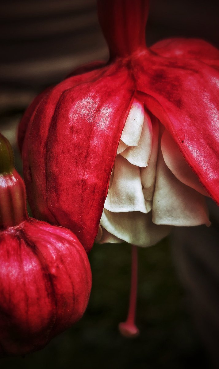 ❤️🤍❤️🤍❤️
#macro #nature #photography #FlowersOnX