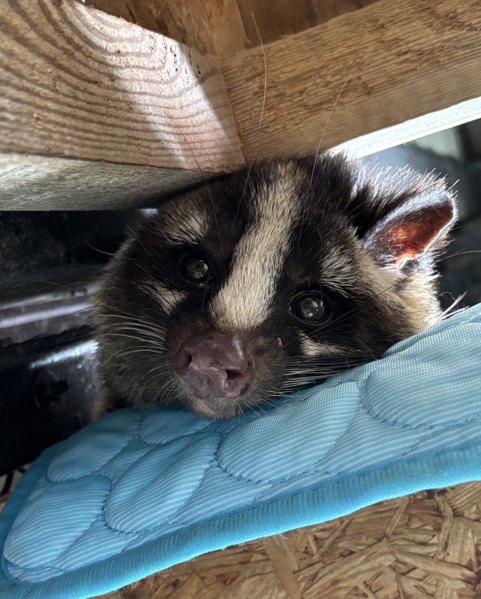 ハクビシン - Search / X