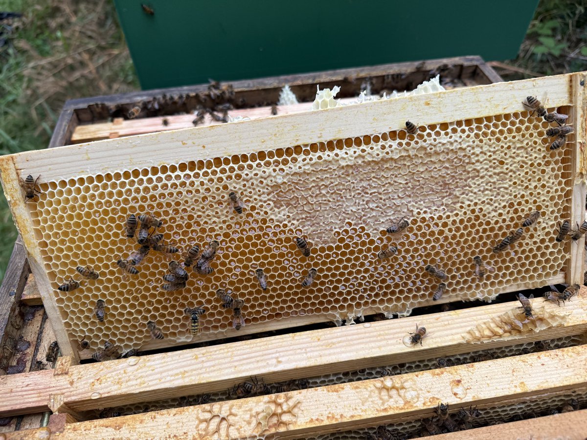 Tyla Glas Bees 🐝🐝 tweet media