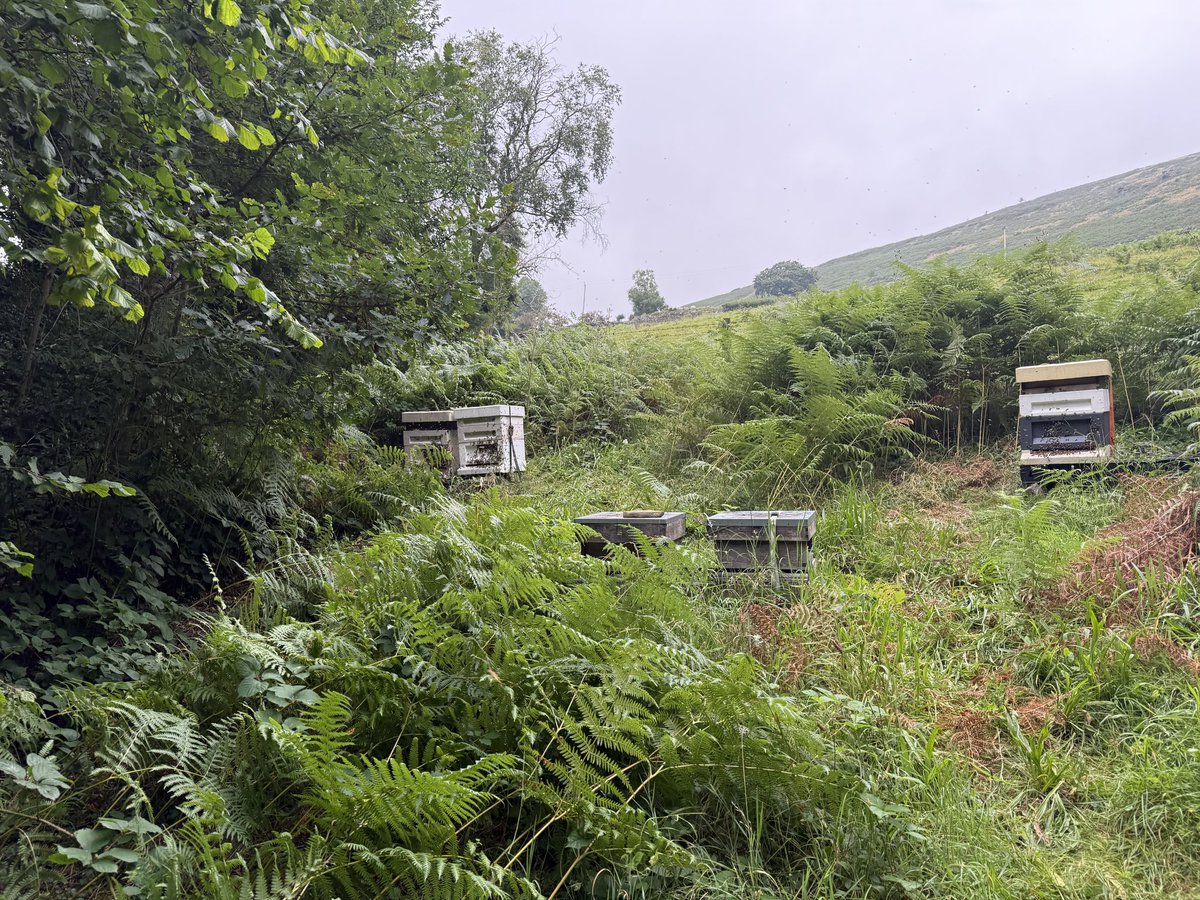 Tyla Glas Bees 🐝🐝 tweet media