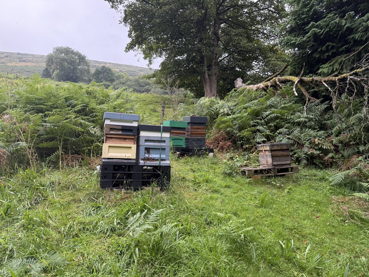 Tyla Glas Bees 🐝🐝 tweet media