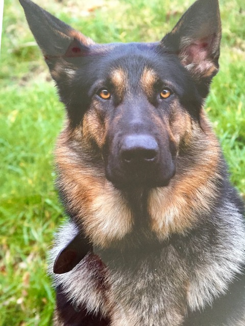 Happy Birthday to Retired Police Dog Ronnie! 🐾🎉 

Today we celebrate the birthday of RPD Ronnie, a true hero who served with Devon &amp; Cornwall Police <a href="/DC_Police/">Devon & Cornwall Police</a>  for 7 dedicated years before retiring in 2023. 
<a href="/DevonPoliceDogs/">Devon Police Dogs</a>  
During his time on the force, Ronnie was