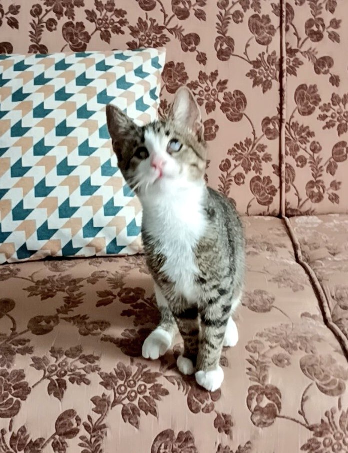 Görme engelli bu bebek icin cok acil geçici veya kalıcı yuvaya ihtiyac var. Vakti yok malesef. Lütfen elden ele paylaşalım. Durumu acil. Kocaeli Izmit 0 542 435 77 23