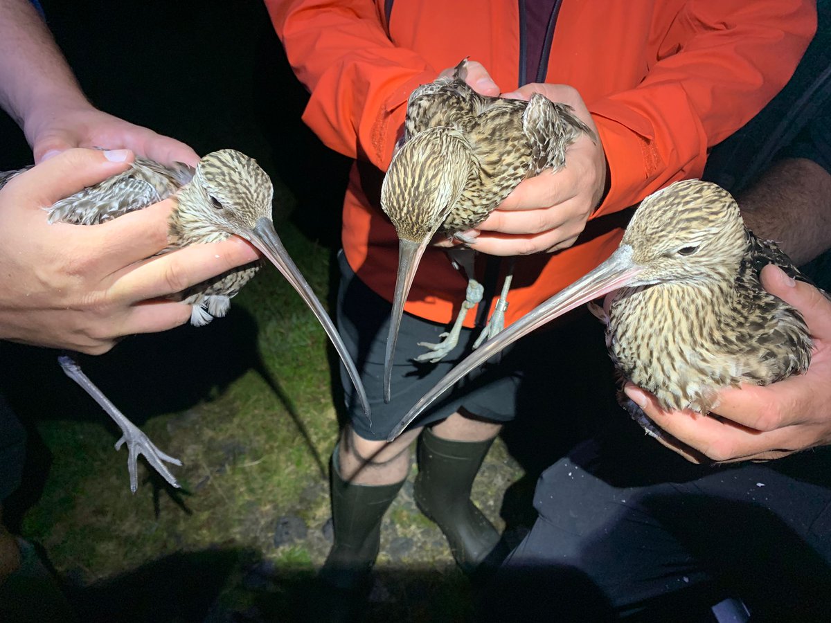 Richard Donaghey tweet media