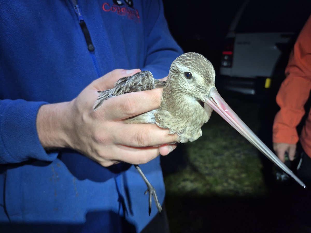 Richard Donaghey tweet media