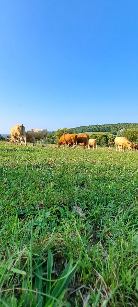BenjaminEinfach's tweet photo. #Wintringerhof #landwirtschaft #Saarland #saarbrücken #fotografie #bild #foto #Fotos #Kleinblittersdorf #Bilder #Kühe #Natur https://t.co/Ir9KPLpI4X