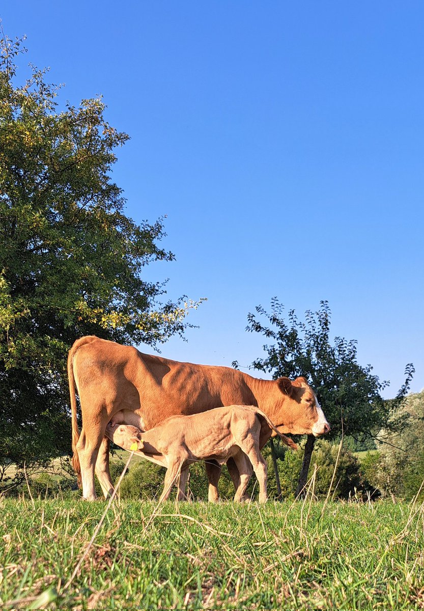 BenjaminEinfach's tweet photo. #Wintringerhof #landwirtschaft #Saarland #saarbrücken #fotografie #bild #foto #Fotos #Kleinblittersdorf #Bilder #Kühe #Natur https://t.co/Ir9KPLpI4X