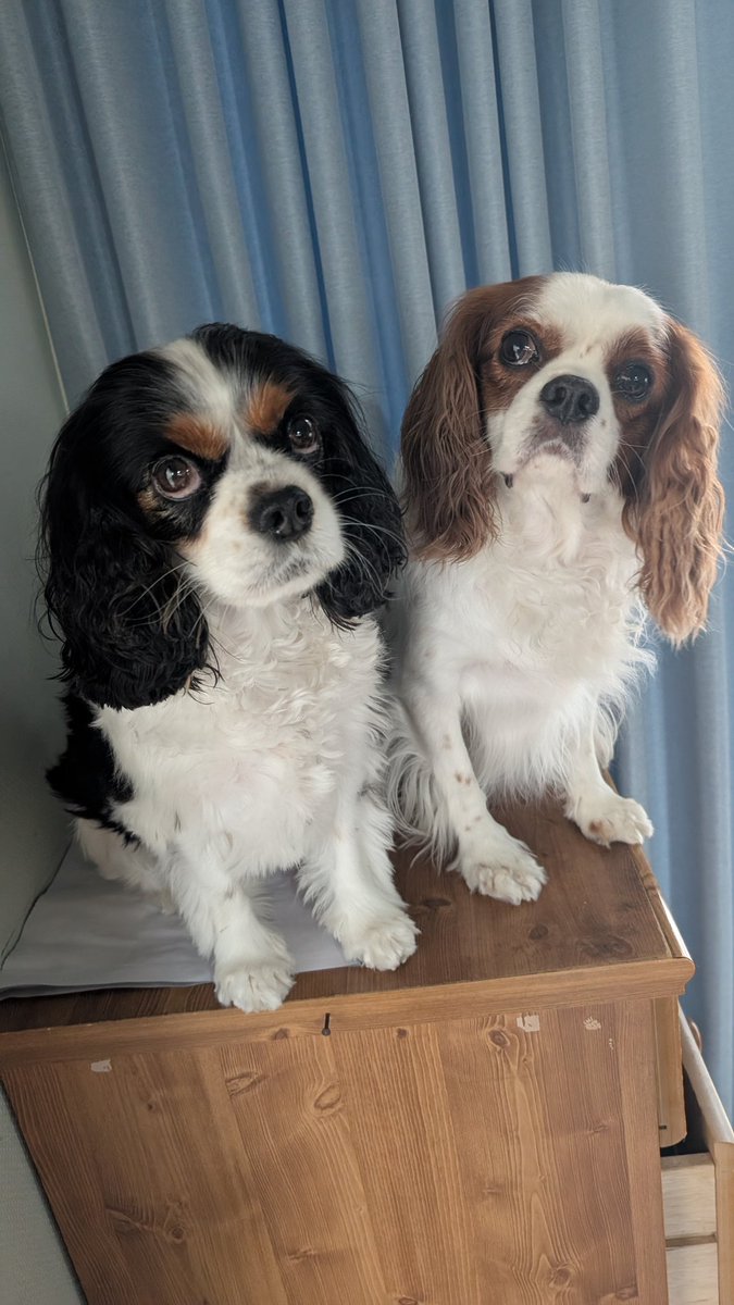 今年は見えないだろうと思っていた
お坊さんが、棚経にお見えになって
またまた大騒ぎしたこちらのお二方、
高いところへ上げられてます😅
読経がおわって、お坊さんがお帰りになるまで、棚上げされてました🤣
二人してお坊さんに飛びかかるの止めて😱💦