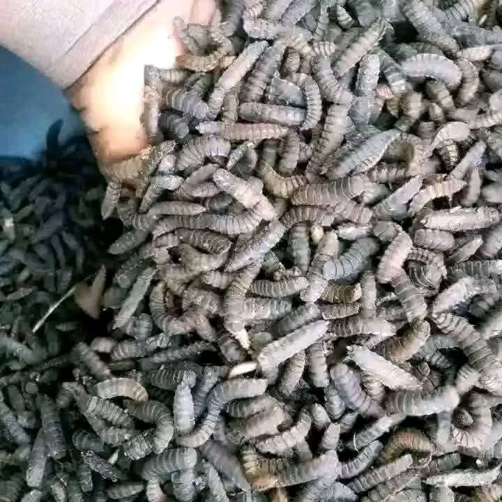 JoelOptimist1's tweet photo. 🪰💰 HOW TO PRODUCE BLACK SOLDIER FLY MAGGOTS

These tiny larvae turn organic waste into high-protein feed for livestock — and a profitable business! 🧵

#MaggotFarming #OptimistFarmer https://t.co/fZxkUsfWIe