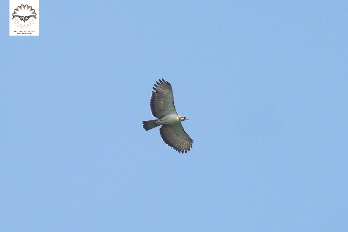 PhilstarNews's tweet photo. A RARE GLIMPSE 🦅

Two wild and untagged Philippine eagles were spotted in Bukidnon, their first confirmed sighting after nearly two decades, according to the Philippine Eagle Foundation.

The pair was seen mutual-soaring in Bukidnon Higaonon Tribal Association Ancestral Domain.

📸 Philippine Eagle Foundation via Facebook