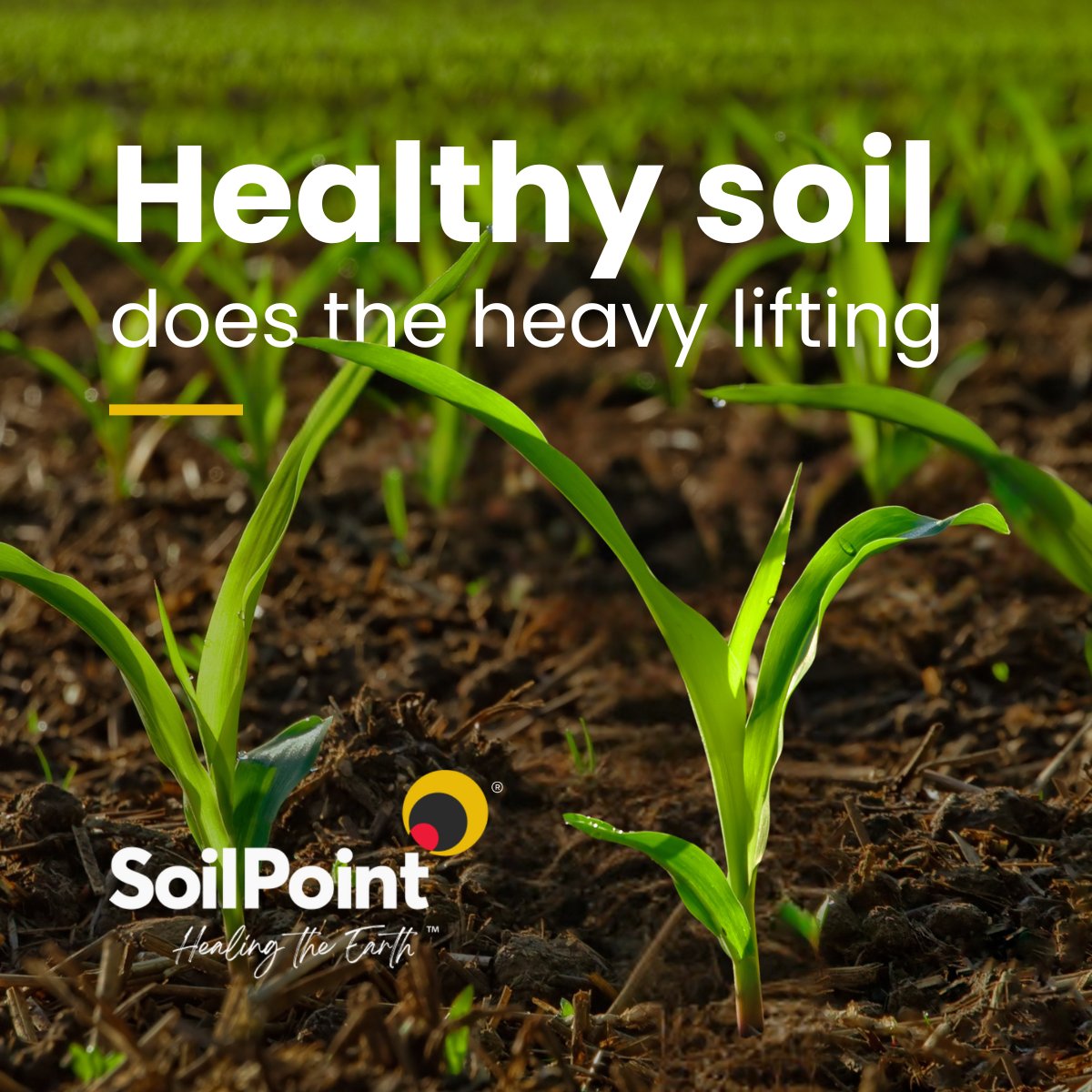 SoilPointEarth's tweet photo. Cutting back on fertiliser without risking yield isn’t a dream - it’s smart soil management.
 
By supporting soil health and nutrient efficiency, SoilPoint Soil Booster helps you:
✔ Spend less on inputs
✔ Get more from every acre
✔ Farm more sustainably
 
Healthy soil does the heavy lifting.
 
#sustainablefarming 
#agriculture 
#farming