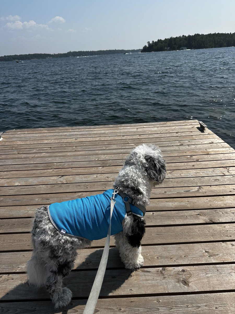 ubetchababy's tweet photo. @rickygervais Welcome to the 1,000 Islands. Hope you like the heat. 🥵🇨🇦 https://t.co/GUlTSM2yF6