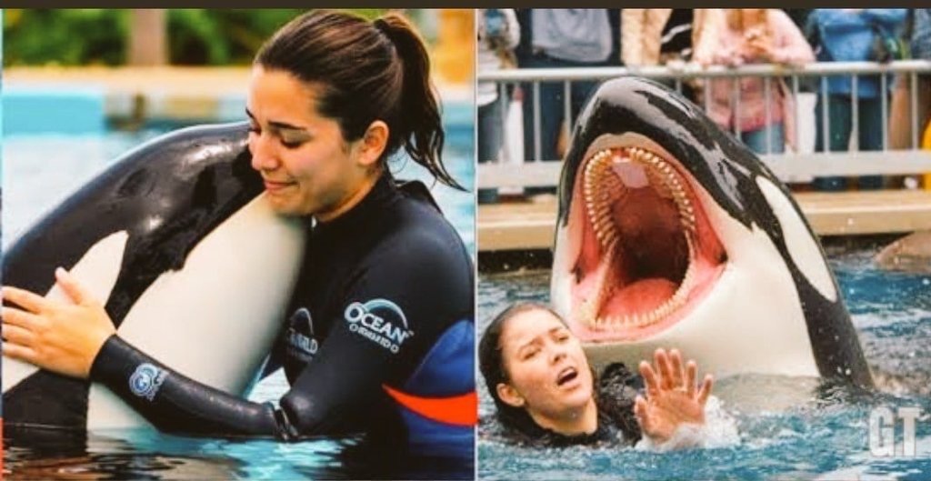 realkapur's tweet photo. #Breaking
#jessica Radcliffe orca attack, the dolphin that Jessica had raised since childhood, chewed Jessica raw during a live show. 🐟
#JessicaJung #rip #orcaattack
#JessicaDolphin #JessicaOrca #BreakingNews #Batman #DonaldTrump #DogLovers #ufotwitter #Dharali #fishAttack https://t.co/Q1ChZjivO0