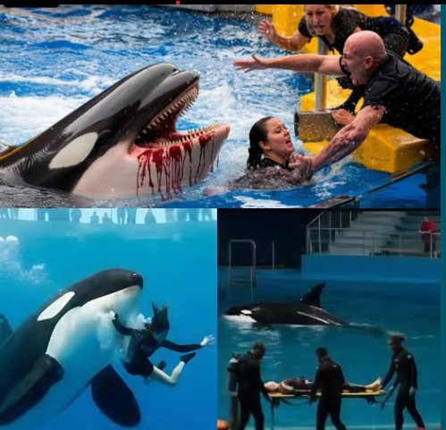 realkapur's tweet photo. #Breaking
#jessica Radcliffe orca attack, the dolphin that Jessica had raised since childhood, chewed Jessica raw during a live show. 🐟
#JessicaJung #rip #orcaattack
#JessicaDolphin #JessicaOrca #BreakingNews #Batman #DonaldTrump #DogLovers #ufotwitter #Dharali #fishAttack https://t.co/Q1ChZjivO0