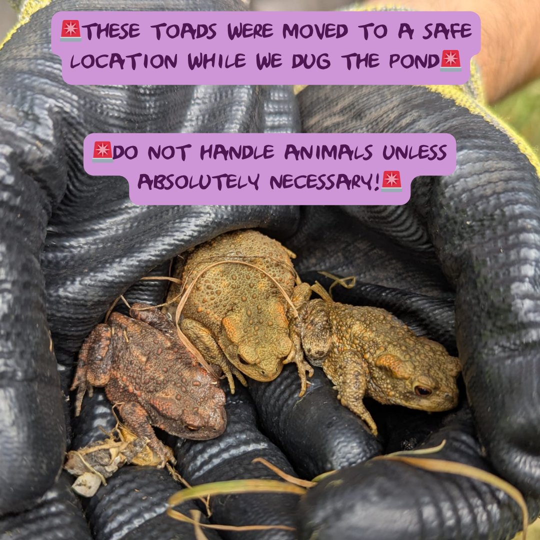 From dried-out pond to thriving mosaic wetland! 

With Friends of Palace Rd &amp; Hillcrest Gdns, TCV, Froglife + Nature Hubs Fund, we’ve boosted #urbanbiodiversity in Lambeth — new boardwalk, ponds &amp; habitats for all! 🙌🐸

#UrbanNature #WetlandRestoration #NatureForAll