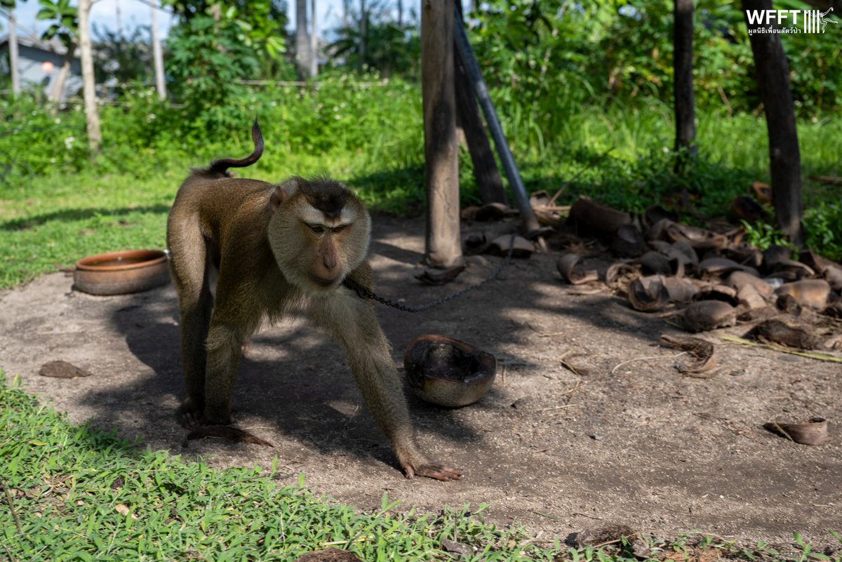 WFFThailand's tweet image. 🚨 Coconut #Monkey Project Update!

We’ve rescued 4 #monkeys this year &amp;amp; started building open enclosures for them 🐒💚 But many more are waiting, and until the enclosures are complete, we can’t help.

Help us build safe havens &amp;amp; save more lives 👉 donor.wfft.org/page/FUNNRFXUK…