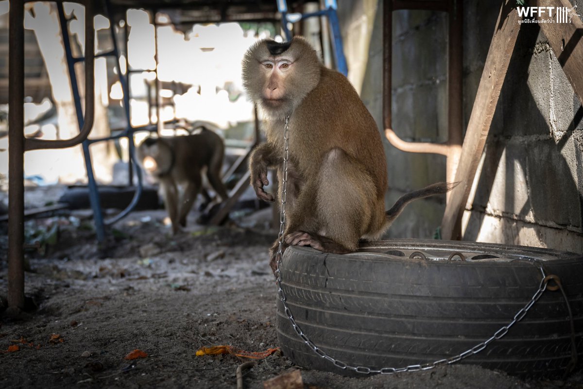 WFFThailand's tweet image. 🚨 Coconut #Monkey Project Update!

We’ve rescued 4 #monkeys this year &amp;amp; started building open enclosures for them 🐒💚 But many more are waiting, and until the enclosures are complete, we can’t help.

Help us build safe havens &amp;amp; save more lives 👉 donor.wfft.org/page/FUNNRFXUK…