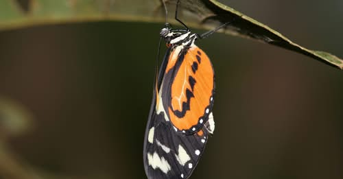 Biodiversity and Green Foundation tweet media