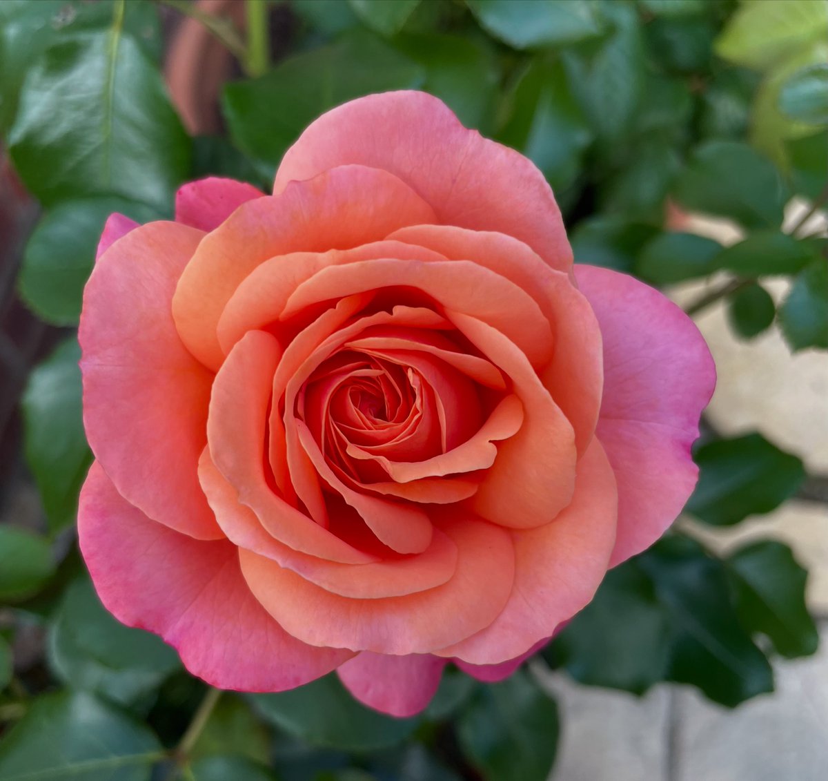 Past. Present. Future…
Peach Melba, Rose of the Year 2023.
You’re My Everything, Rose of the Year 2025.
Coral Gardens, Rose of the Year 2026.
Have a good day everyone, take care.
#RoseWednesday #GardeningX #roseoftheyear
<a href="/kgimson/">k gimson 🌻🐝</a>