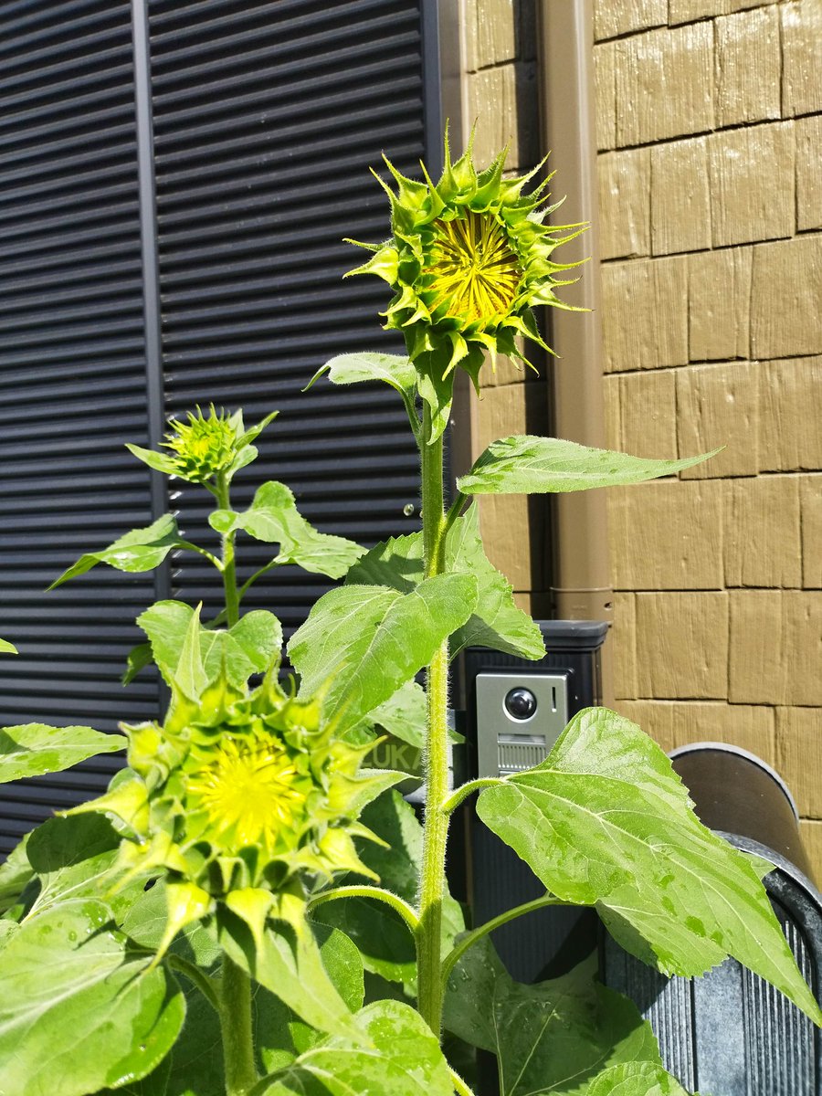 ひまわり日記🌻

前回投稿時より更に伸びたひまわりさん。花の蕾がしっかりしてきて、もう少しで咲きそうなところまできました。
ひまわりを漢字で書くと向日葵。
朝は朝日に向かって堂々とした姿で陽の光を浴びています！
#福島ひまわり里親プロジェクト