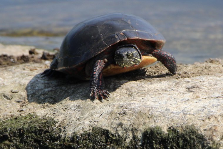 CatharineYogi's tweet photo. In the hot blazing sun, a Painted Turtle resting on a rock. Perhaps the shell helps as an umbrella ❤️ #turtle #paintedturtle #NaturePhotography #TwitterNatureCommunity #TwitterNaturePhotography ❤️ https://t.co/Ptc5zPYn20