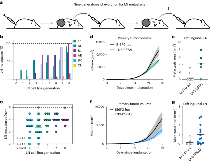 NatureProtocols's tweet photo. New Article! Spontaneous and experimental models of lymph node metastasis https://t.co/I8FnnHdCT4 https://t.co/g8ieaRKRwf