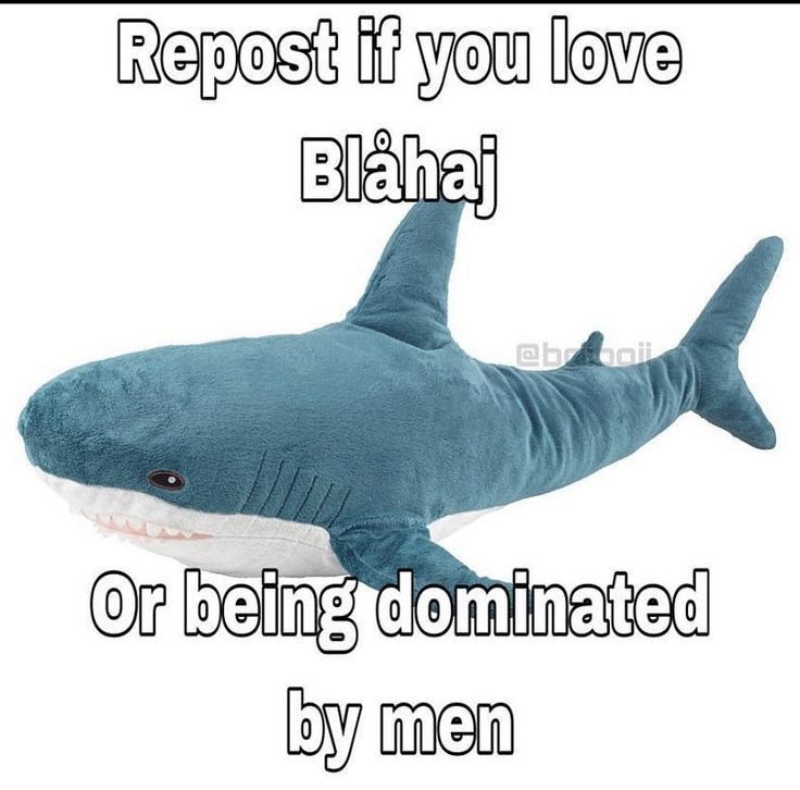 AngelCatze's tweet image. BLAHAJ