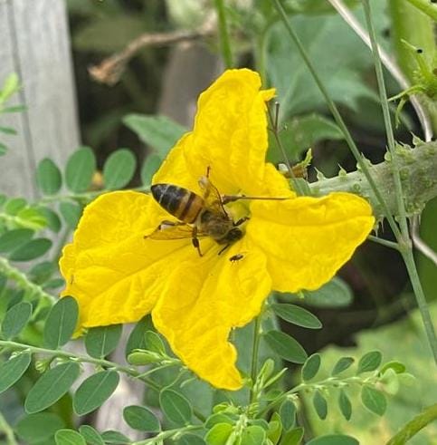*Why bees matter: Quick facts about bees’ role in food security*

Think bees are just about honey? Think
again.