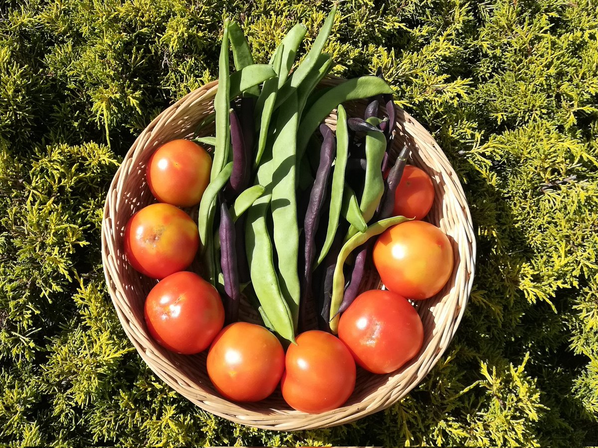 Bohnenernte. Mager. Mit Tomaten aufgehübscht.