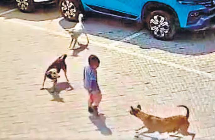 दिल्ली में जितने लोग कुत्तों के प्रति अपना प्रेम जता रहे हैं, उनसे मैं माननीय सुप्रीम कोर्ट के माध्यम से यह निवेदन करता हूं कि उनकी भावनाओं का सम्मान करते हुए, आवारा कुत्तों को पकड़कर रजिस्ट्रेशन के साथ मुफ्त में इन्हीं प्रेमियों को सौंप दिया जाए। इससे कुत्ते बेसहारा नहीं घूमेंगे