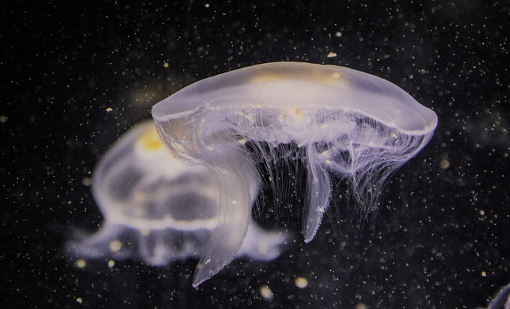 Salud lanza recomendaciones para evitar los efectos nocivos de las picaduras de medusa.

Aunque la presencia de especies peligrosas en la Región es muy excepcional, se debe evitar entrar en contacto con las arrastradas a la orilla de la playa.

Noticia: carm.es/web/pagina?IDC…