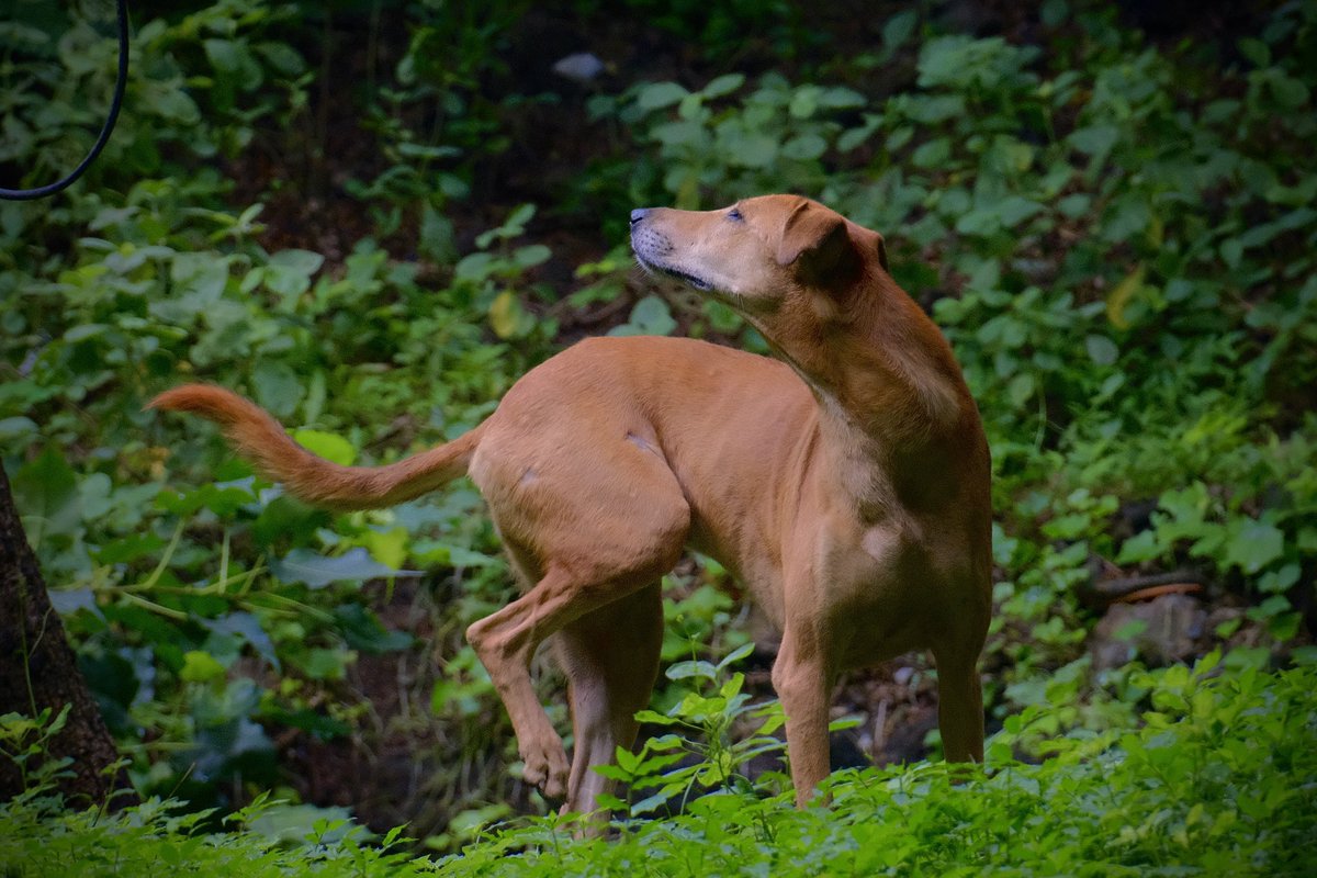 navakash1's tweet photo. #savedog #dog #photo #fujifilm
Photo : Navakash https://t.co/LOZyFQwVeQ