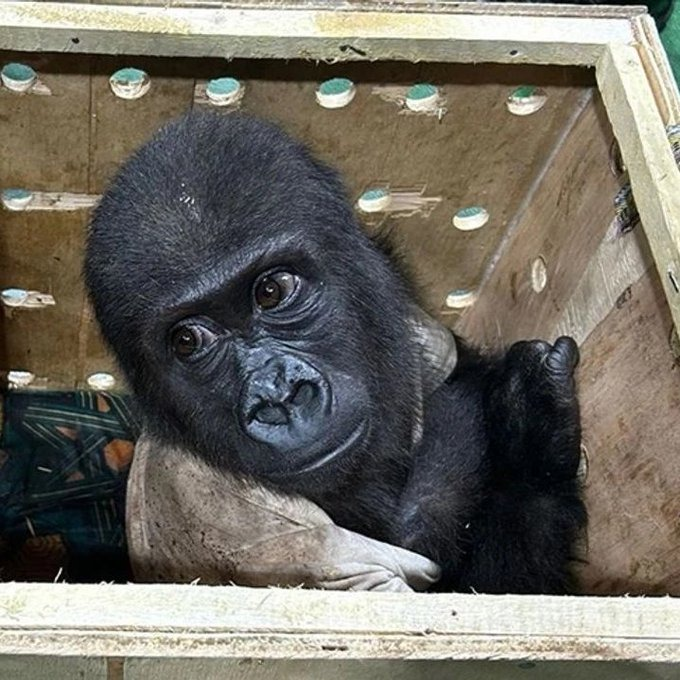 bosunatiklama's tweet image. İstanbul Havalimanı'nda yakalanan yavru goril 'Zeytin' Nijerya'ya gönderilecek.