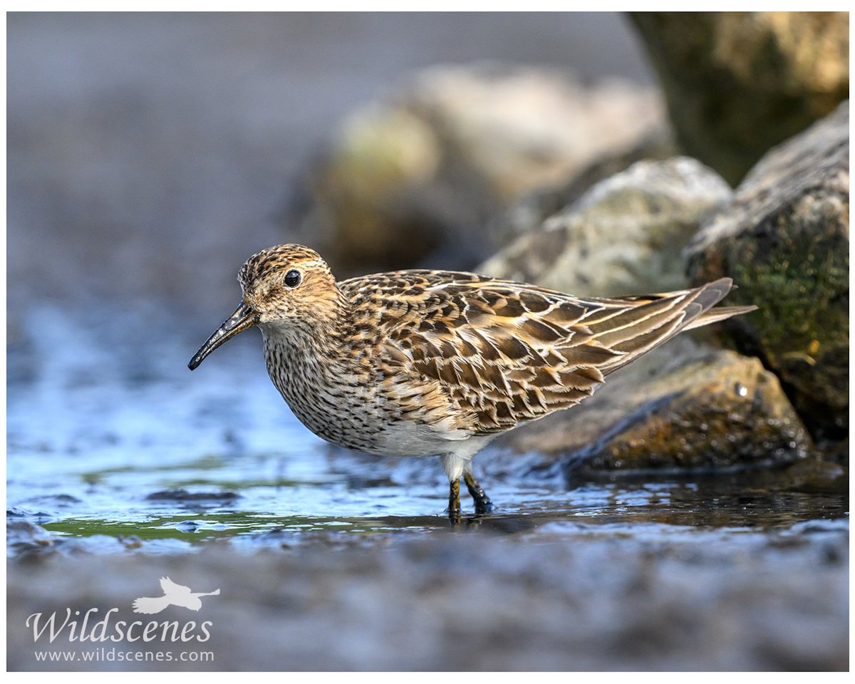 WildscenesUK's tweet image. The very confiding pectoral sandpiper at Margrove. A really striking bird and a joy to photograph. 
@BirdGuides @teesbirds1 @UKNikon @waderquest 
#shorebirds #waders #BirdsSeenIn2025
