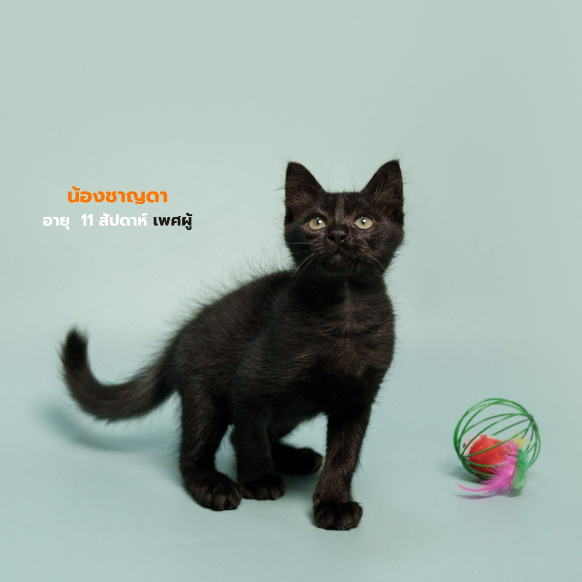 น้องแมวหาบ้านประจำวันที่ 7 ส.ค. 25 🧡 
📷1. ดาวเสาร์ เพศผู้ อายุ 11 สัปดาห์    
       2.โคโลเนล เพศเมีย อายุ 10 สัปดาห์
       3.ชาญดา เพศผู้ อายุ 11 สัปดาห์

สนใจรับเลี้ยงแอดไลน์ @adoptionth 

#availableforlocal #แมวหาบ้าน #หาบ้านให้แมว #แมวจรหาบ้าน