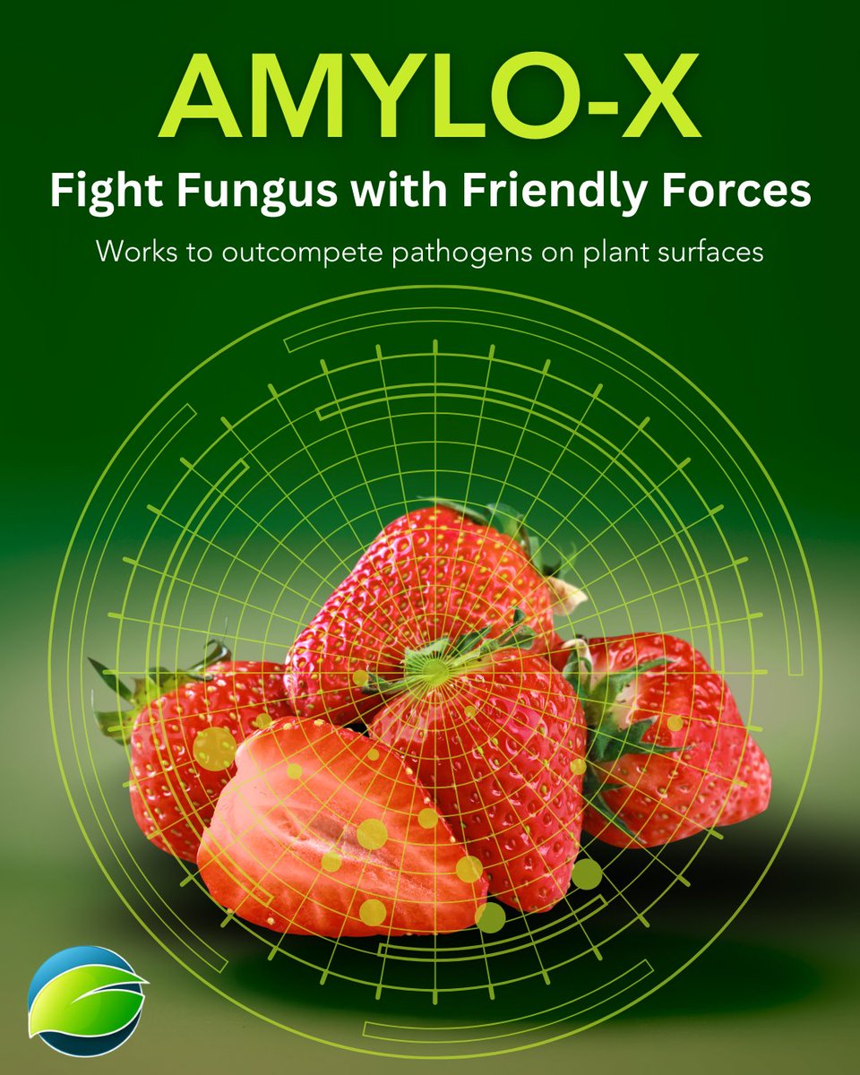 certis_belchim's tweet photo. Amylo-X is a biorational solution to prevent #Botrytis and #PowderyMildew. It’s based on a naturally occurring bacterium and can be used on a wide range of permanently protected #SoftFruit crops, particularly #strawberries.
https://t.co/fsH2SAcmId
#horticultureUK https://t.co/uYzJlJSzM2