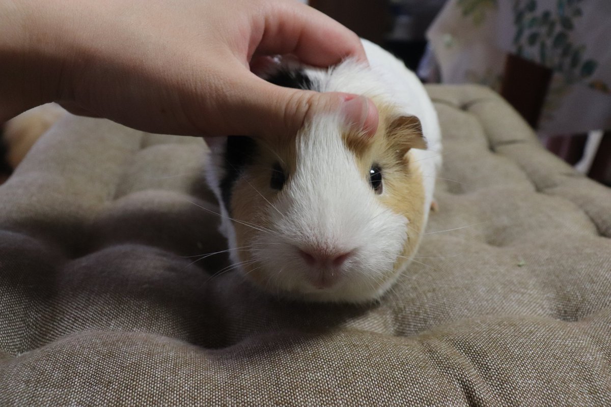 鈴音ちゃんのカキカキスポットは両耳の後ろ🐹✨