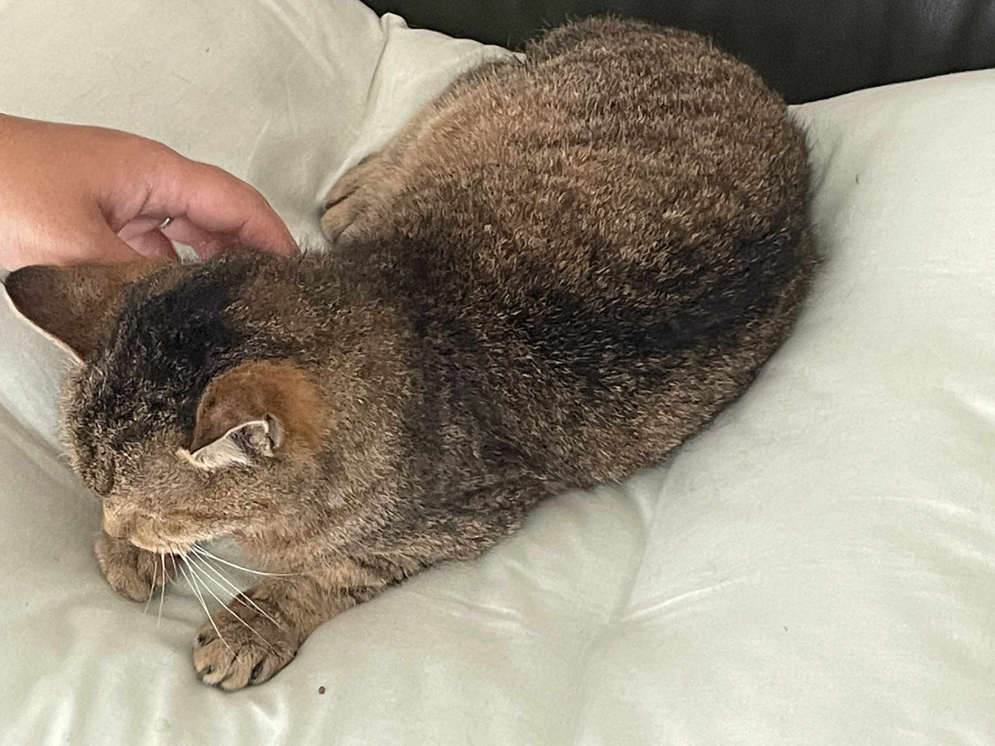 ねこやまこ　一体型 Amazon.co.jp: アルインコ(Alinco) (ALINCO) フィットネスバイク