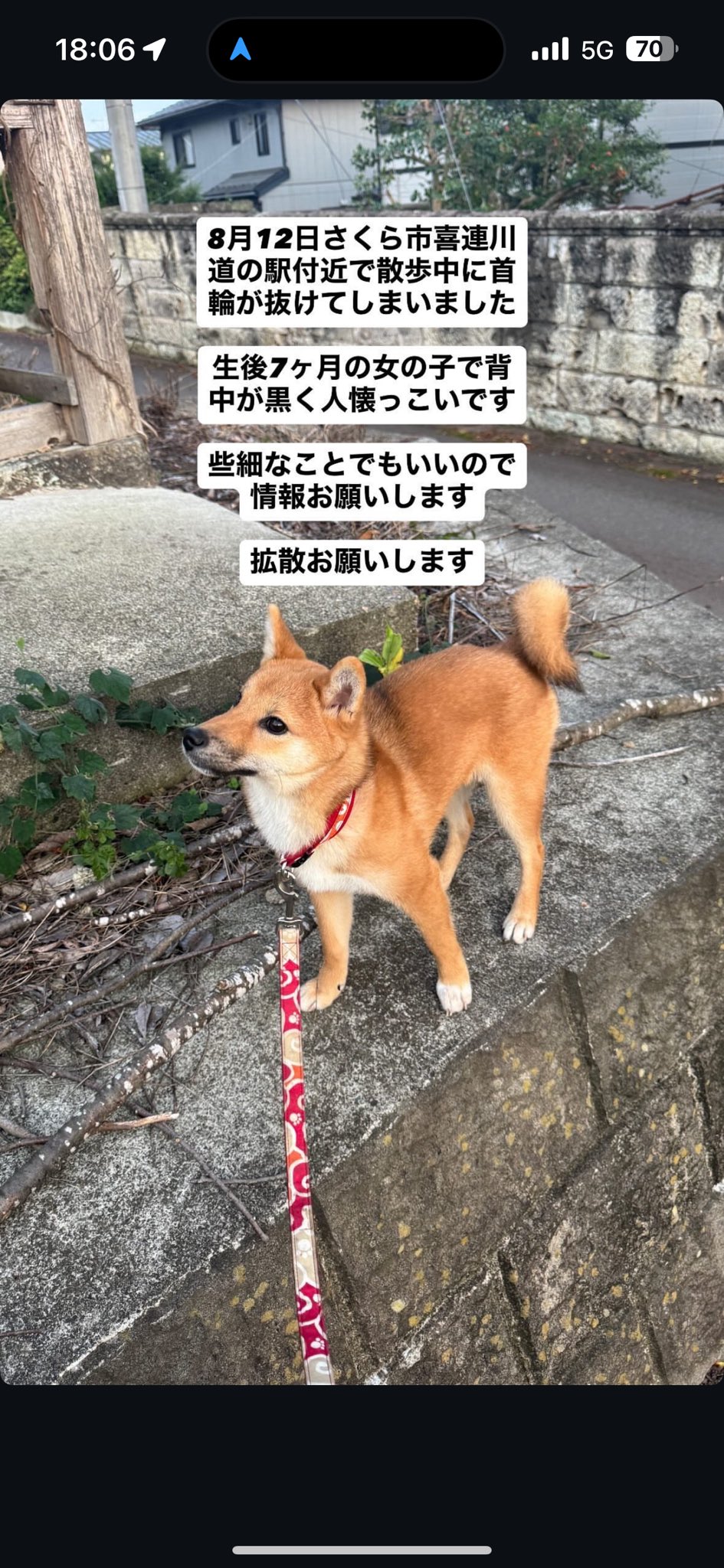 芝犬です。 hq720.jpg?sqp=-