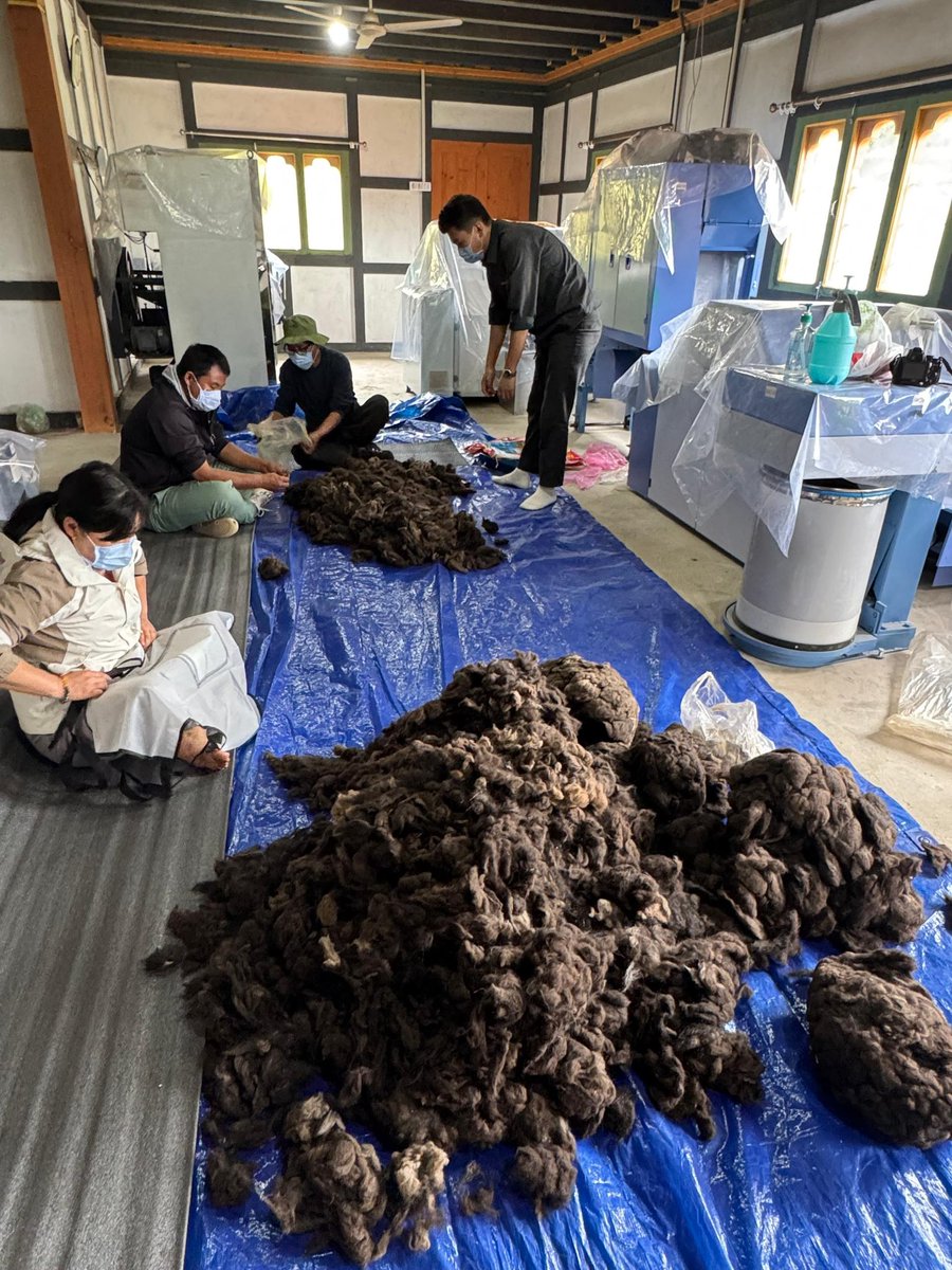FAOBhutan's tweet photo. 🐂🧵 Premium yak wool from Bhutan’s highlands!
At the National Yak Farm in Haa, NHDC with FAO Bhutan has begun processing wool using advanced equipment to boost herder incomes. The first results show exceptional quality.

#Bhutan #YakWool #FAOBhutan #HighlandLivelihoods https://t.co/keH418hHlM
