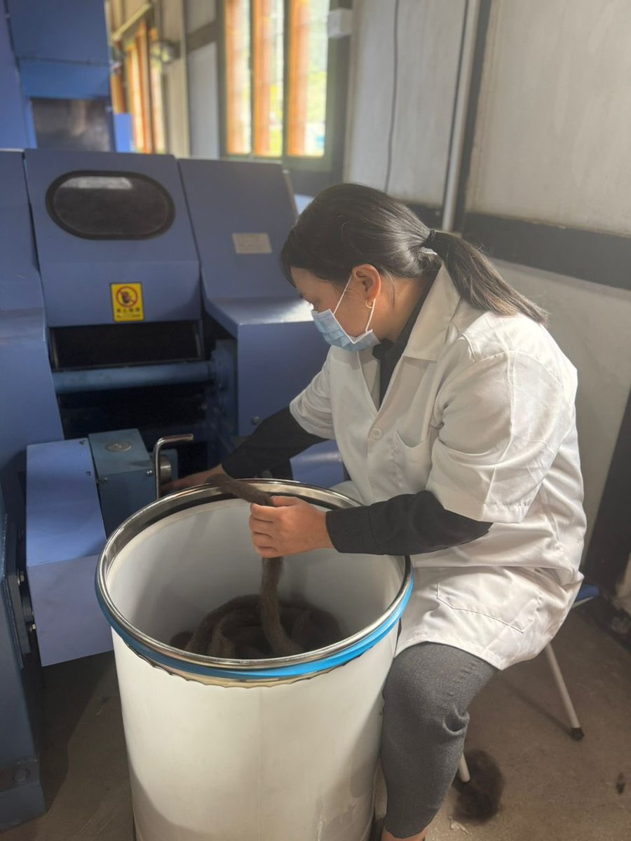 FAOBhutan's tweet photo. 🐂🧵 Premium yak wool from Bhutan’s highlands!
At the National Yak Farm in Haa, NHDC with FAO Bhutan has begun processing wool using advanced equipment to boost herder incomes. The first results show exceptional quality.

#Bhutan #YakWool #FAOBhutan #HighlandLivelihoods https://t.co/keH418hHlM