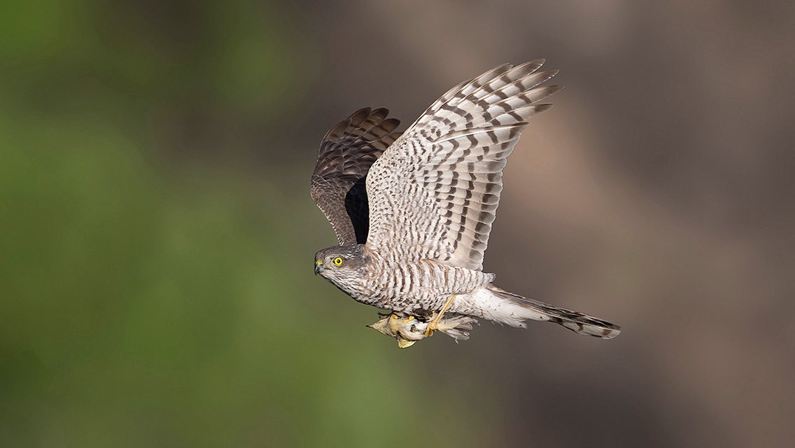 trakus.org / Türkiye'nin Anonim Kuşları tweet media