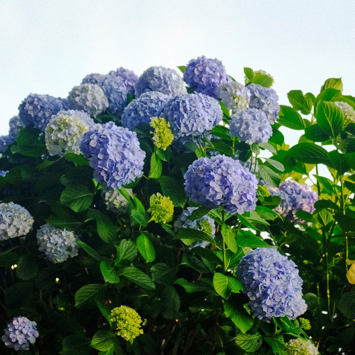 Some Hydrangea's to brighten up your day😁