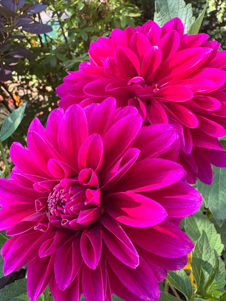 Dahlias in bloom #doublewhammy #dhalias #gardeningservices #northleeds