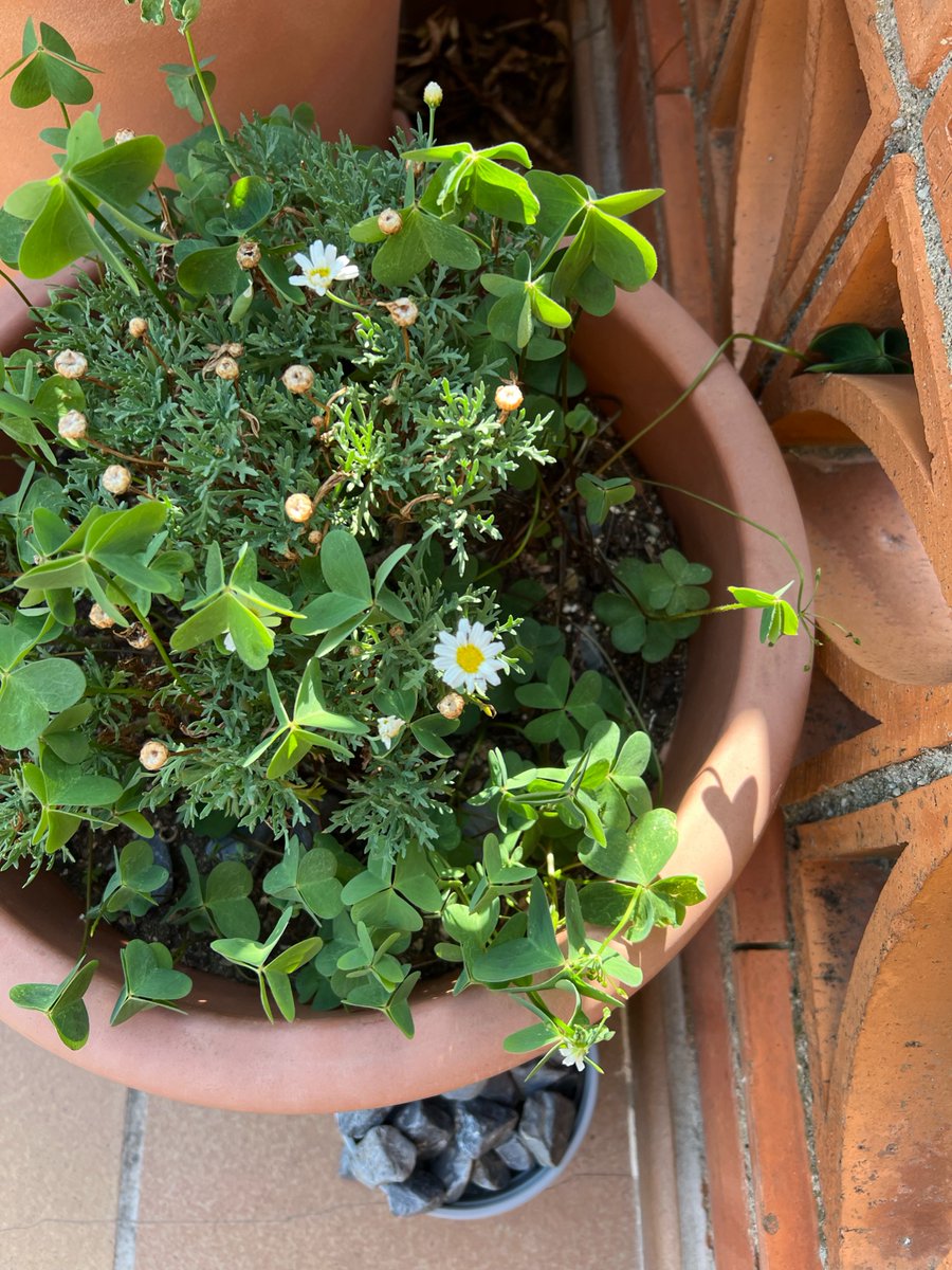 Parece que la margarita está resistiendo el calor. Sin embargo, las plantas invasoras que tengo que arrancar cada semana son desesperantes. #jardín