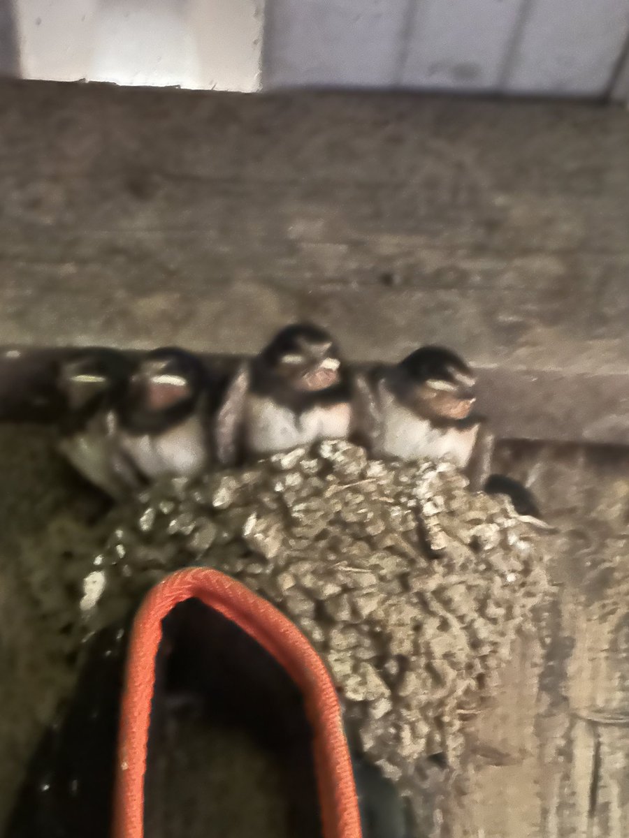 Flapping and racing on before the snow...
They've got the urge for going
And they've got the wings to go

They get the urge for going
When the meadow grass is turning brown
And summertime is falling down and winter is closing in.