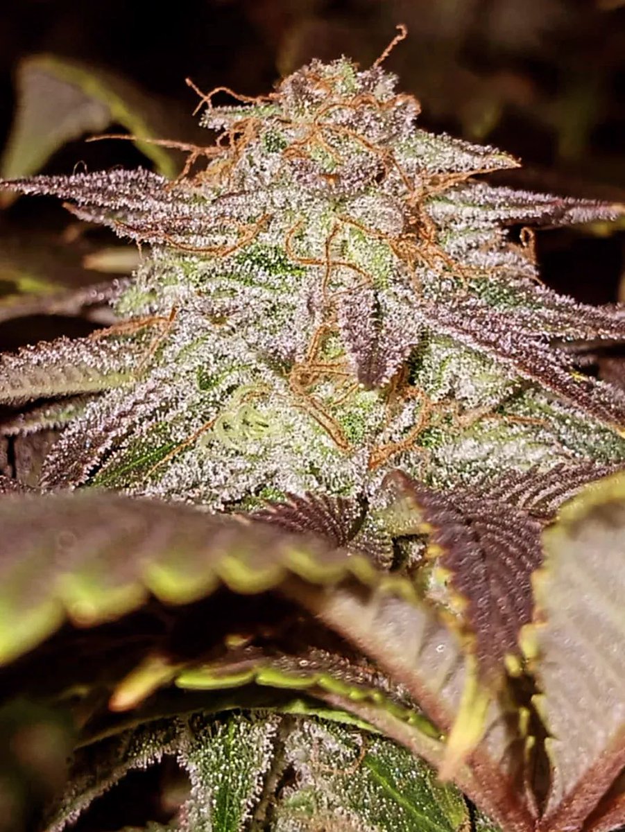KannabiaSeeds's tweet photo. CANDY CREAM GO FAST by #KannabiaSeeds 🌱 @IntKannabia @Kannabia_US @KannabiaSeeds
📸: (FB) La Cosecha Grow. Vielen Dank, #Kannabista!! 🍬😍🙏🫂🧡💚
https://t.co/BBmm4wOVS3
#cannabissamen #Kannabia #candycreamgofast https://t.co/h3xWNw51ep