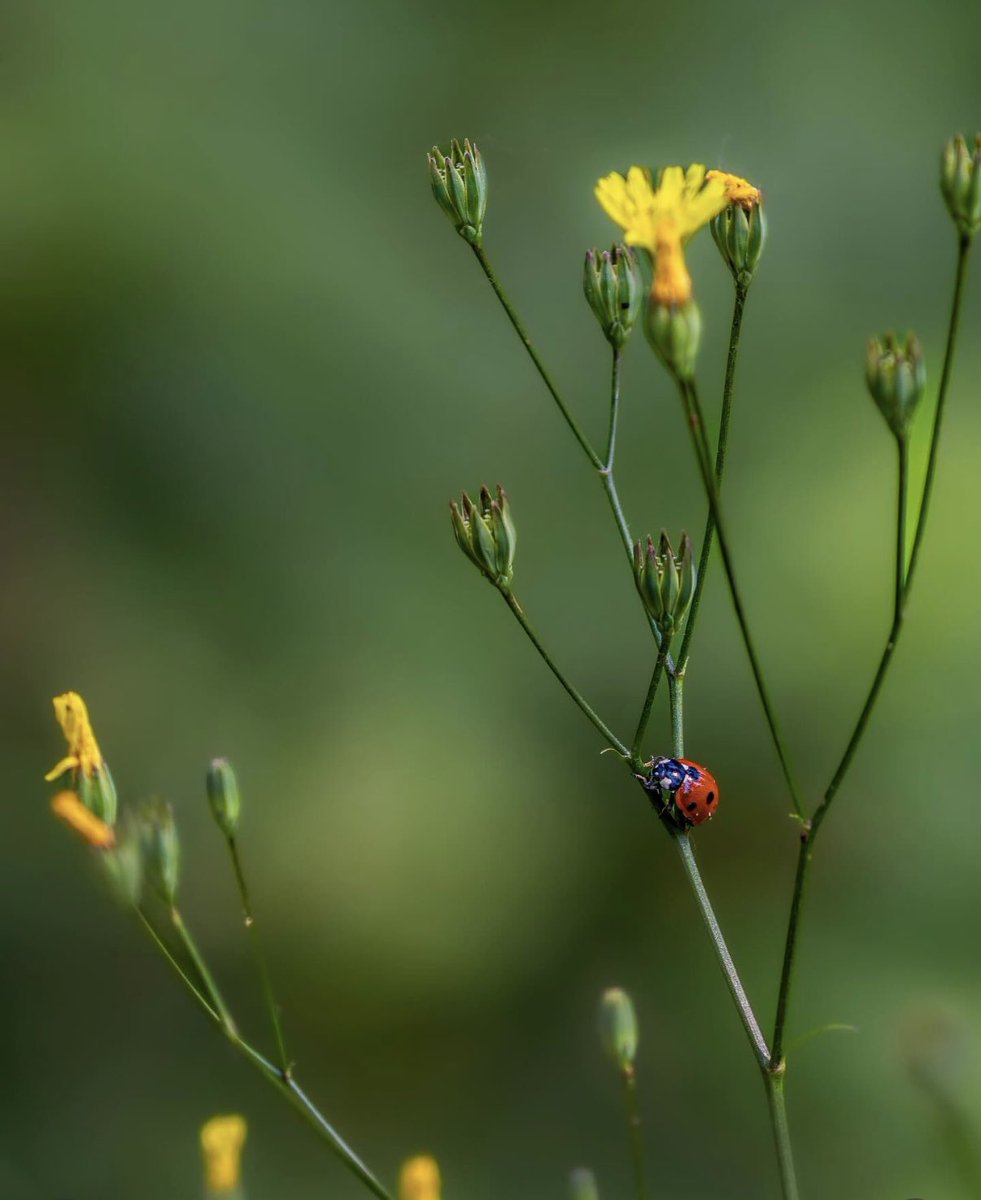 Veendi's tweet image. Op dag 13 van  #beau_gustus een bijdrage uit mijn #hart voor @dthta57