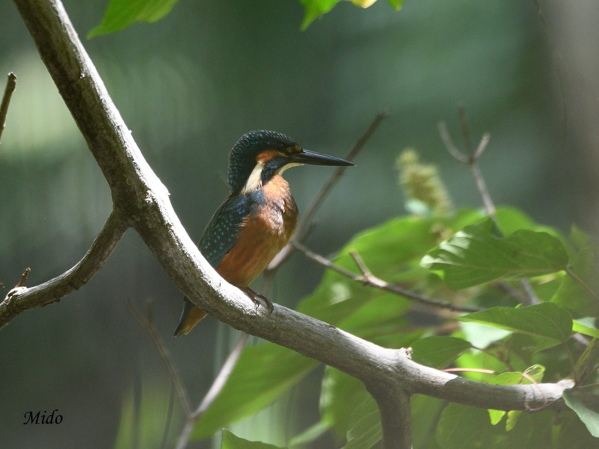 Kingfisher #birds #birdphotography #birdtonic #birdtwitter #wildlife #wildlifephotography #TwitterNatureCommunity #Tokyo #Japan