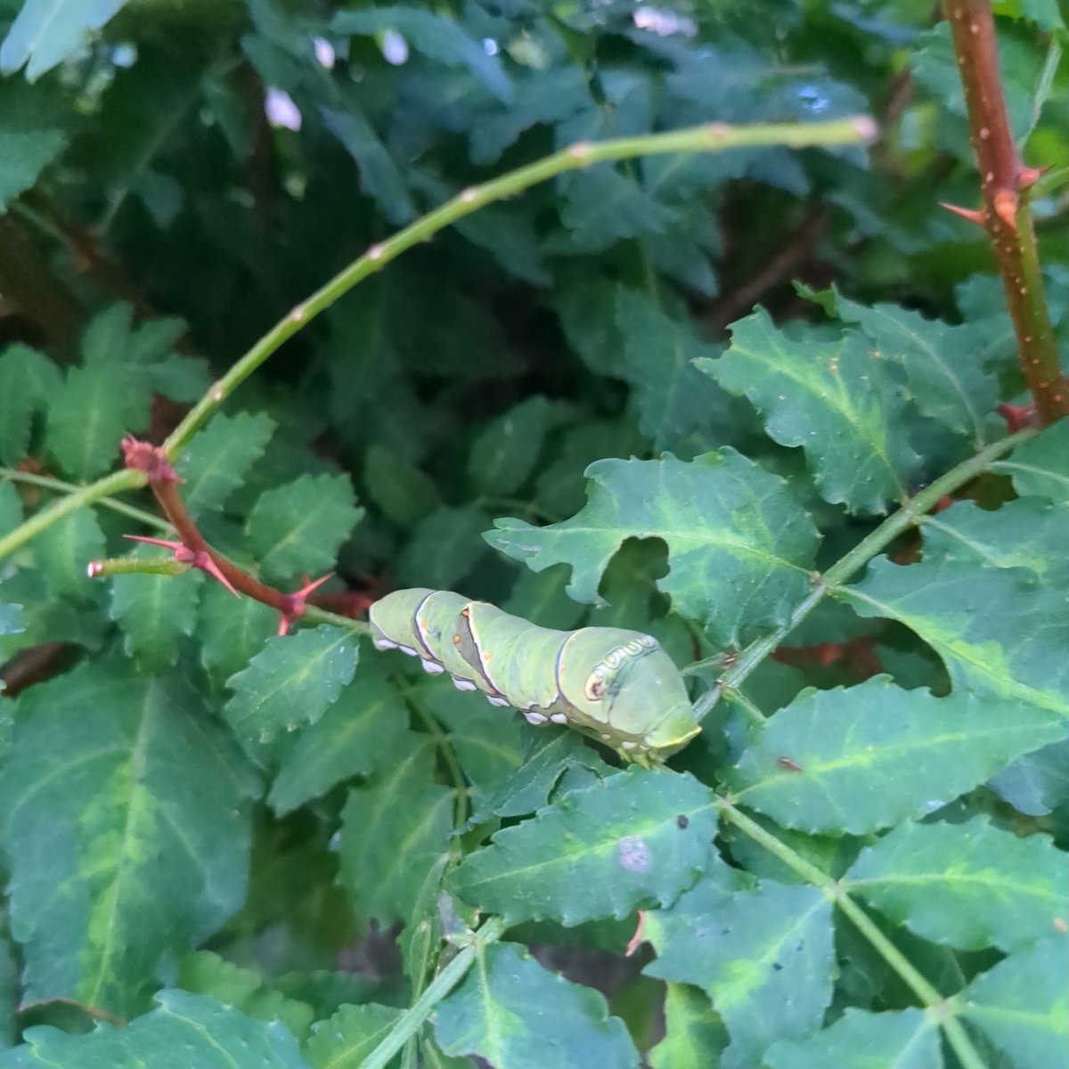 かわいいね
つんつんしたら怒るかな